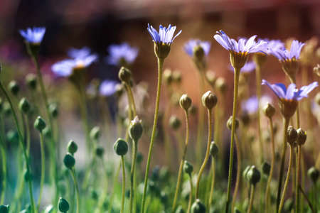 Purple daisy flowers blooming in springの写真素材