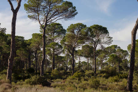 Coniferous trees evergreen woodland landscapeの写真素材