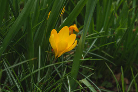 Yellow crocus flower blooming in springの写真素材