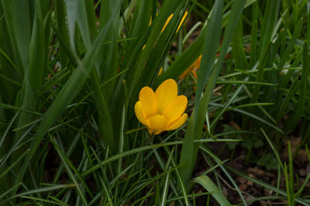 Yellow crocus flower blooming in springの写真素材