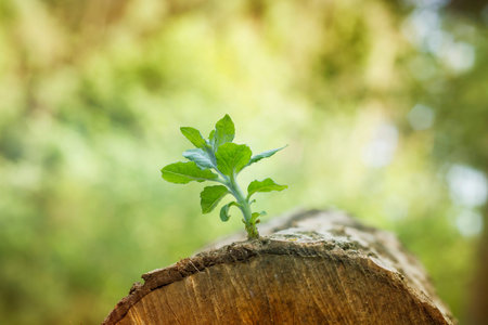 Green sprout growing in a logの写真素材