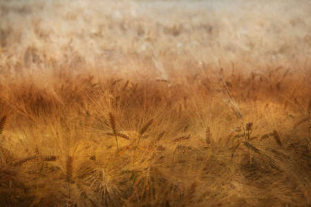 Golden wheat field in summerの写真素材