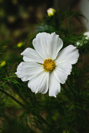 White cosmos flower blooming in springの写真素材