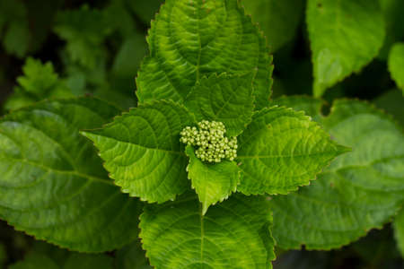 Detail of blossoming hydrangea green leavesの写真素材