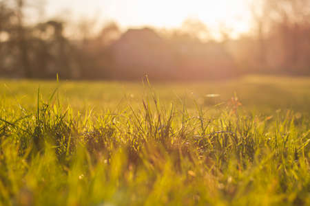 Green grass in the countrysideの写真素材