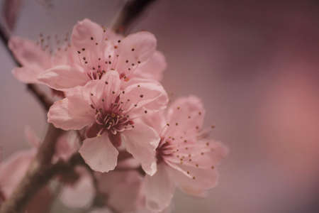 Cherry blossoms flowers close upの写真素材
