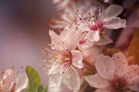 Cherry blossoms flowers close upの写真素材
