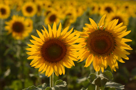 Sunflowers field landscape in bloomの写真素材