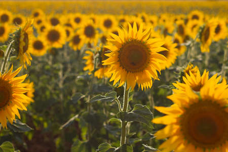 Sunflowers field landscape in bloomの写真素材