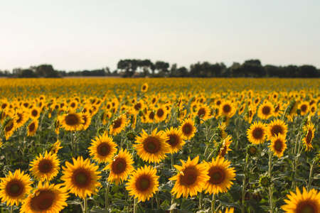 Sunflowers field landscape in bloomの写真素材