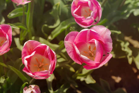 Detail of tulip flowers blooming in springの写真素材