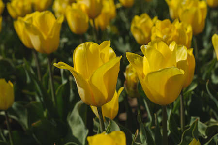 Detail of tulip flowers blooming in springの写真素材