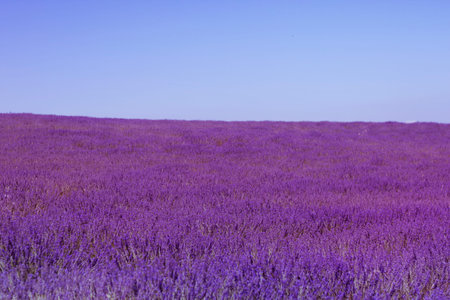 Lavender flowers field in bloom