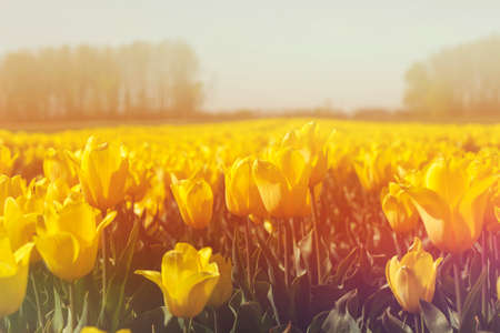 Detail of tulips field landscape in bloomの写真素材