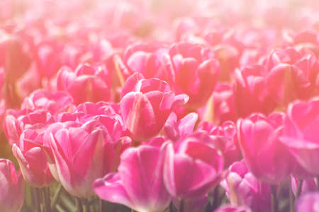 Detail of tulips field landscape in bloomの写真素材