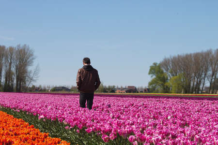 Lonely man walking on tulips field in bloomの写真素材