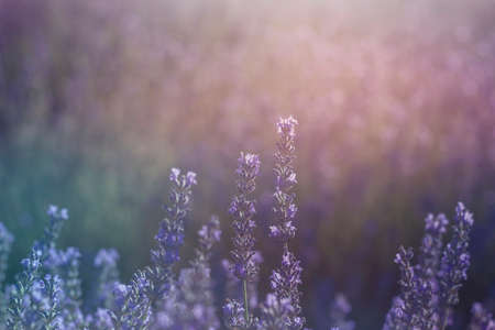 Lavender flowers field in bloomの写真素材