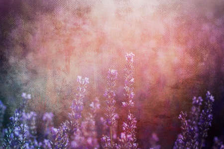 Lavender flowers field in bloomの写真素材