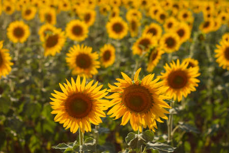 Sunflowers plantation landscape in bloomの写真素材