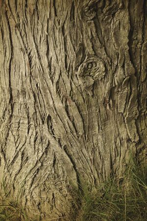 Detail of old tree barkの写真素材