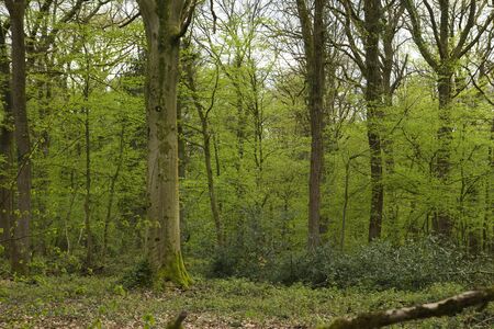 Green landcape in springtime forestの写真素材