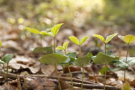 Beech trees sprouts growing in the forestの写真素材