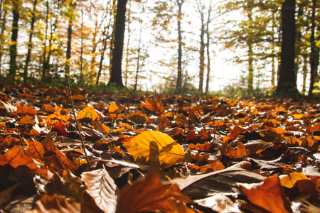 Landscape in deciduous woodland with autumnal fallen leaves