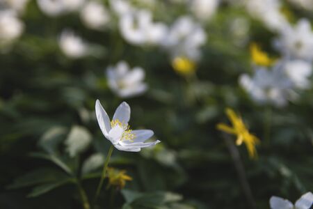 Wild wood anemone or thimbleweed flowers blooming in springの写真素材