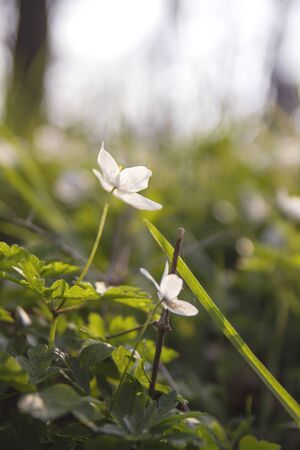Wild wood anemone or thimbleweed flowers blooming in springの写真素材