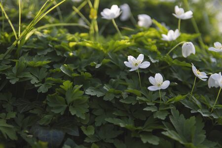 Wild wood anemone or thimbleweed flowers blooming in springの写真素材