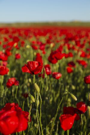 Wild red poppy flowers blooming in springの写真素材
