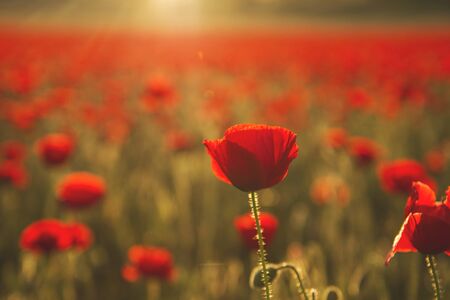 Wild red poppy flowers blooming in springの写真素材