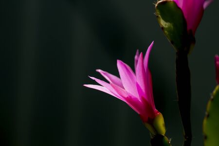 Detail of hatiora cactus pink flowerの写真素材