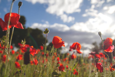 Blooming red poppy flowers field in springの写真素材