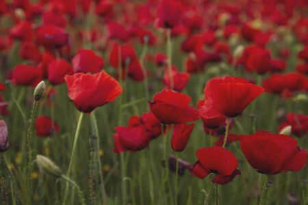 Blooming red poppy flowers field in springの写真素材