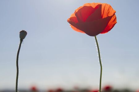 Detail of wild red poppyの写真素材