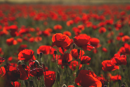 Blooming red poppy flowers field in spring
