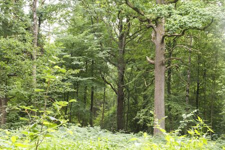 Green landscape in a forestの写真素材