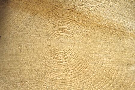 Detail of old wooden surfaceの写真素材