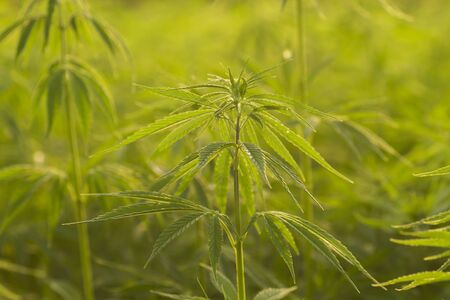 Hemp plants growing in industrial farmの写真素材