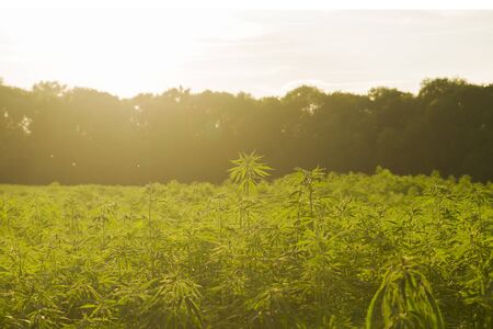 Hemp plants growing in industrial farmの写真素材