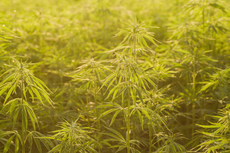 Hemp plants growing in industrial farmの写真素材