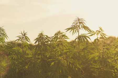Hemp plants growing in industrial farmの写真素材