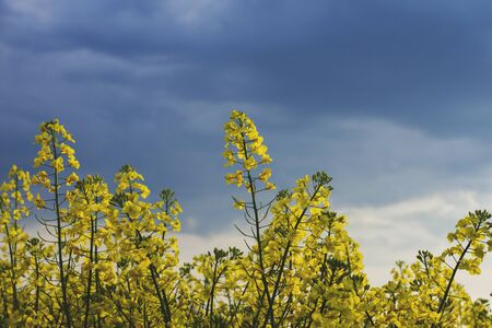 Rapessed yellow flowers blooming in springの写真素材