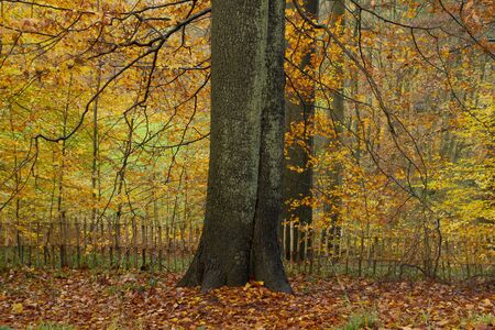Beech tree with autumnal foliageの写真素材