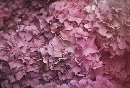 Hydrangea pinl flowers blooming in springの写真素材