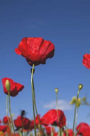 Wild red poppy flowers blooming in springの写真素材