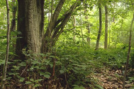 Green woodland landscape in springの写真素材