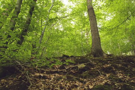 Green woodland landscape in springの写真素材