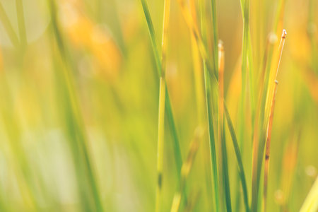 Detail of fresh green grass